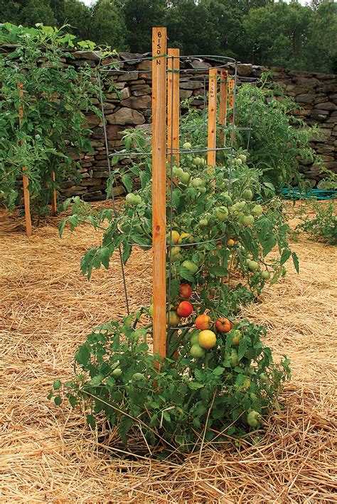 stakes for tomato plants in pots